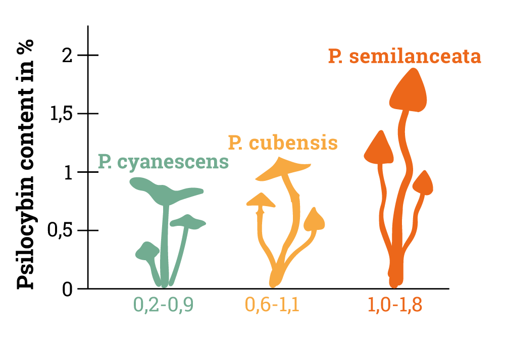 Psilocybin-Inhaltsdiagramm