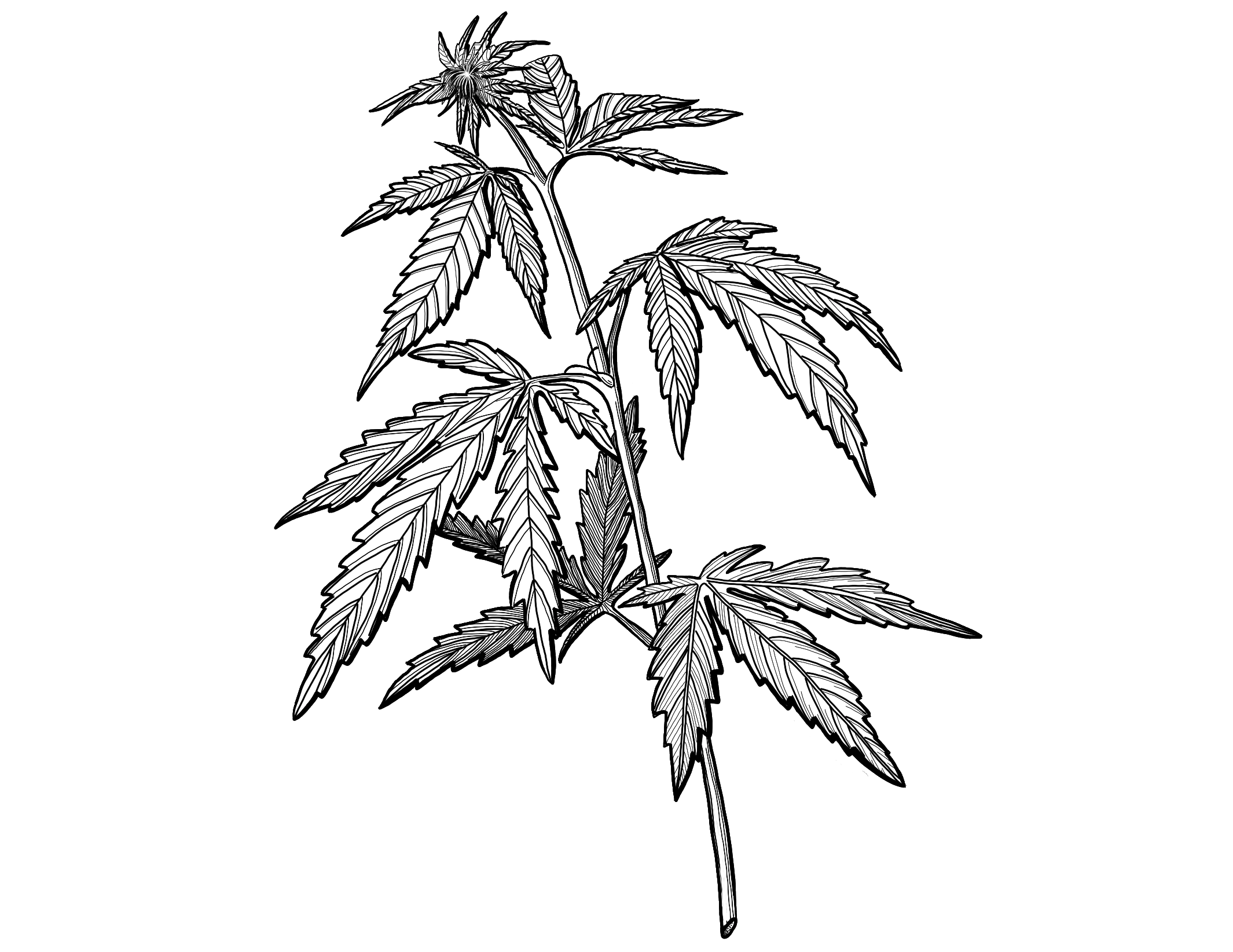 Pictograma de planta de cannabis